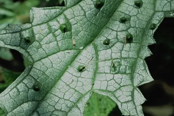 Starlink satellite dish installation on Perth home